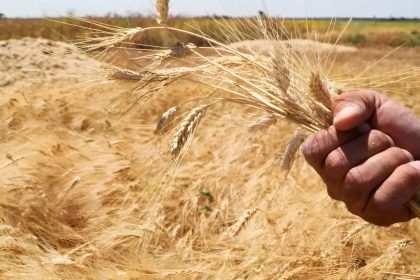 القمح السوري: مواصفات عالمية تحجبها التحديات!