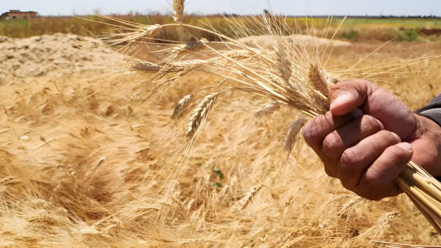 القمح السوري: مواصفات عالمية تحجبها التحديات!