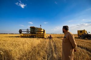 القمح السوري: مواصفات عالمية تحجبها التحديات!